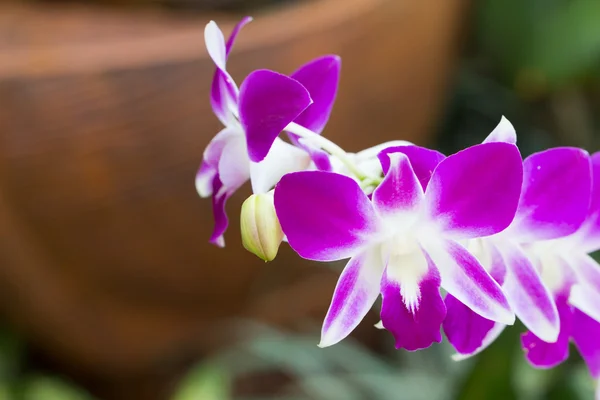 Orchidée Fleurs Sauvages Orchidées — Photo