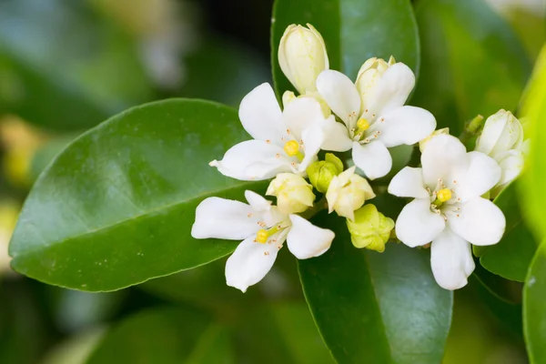 Turuncu Jessamine Murraya Panikliyor — Stok fotoğraf