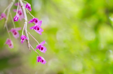 Orkide, Orkide Bilimsel adı Dendrobium Parishii Rchb.F. Orchid 'in ailesi Orchidaceae' dir. Tropikal orkide güzel bir orkidedir. Kopya alanı olan masaüstü arkaplanı için tasarım.