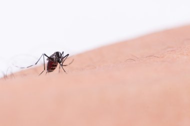 Aedes aegypti Sivrisinek. İnsan kanı emen sivrisinek, vektör kaynaklı hastalıklar, Chikungunya. Dang humması. Rift Vadisi humması. Sarı humma. Zikato. Sivrisinek deride.