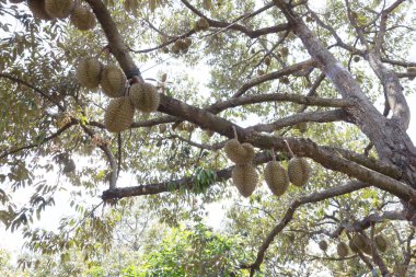Çiğ dayanıklılık ve ağaçta kahverengi dikenler