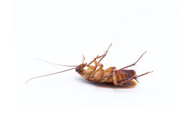 Hamamböcekleri beyaz arka planda izole olurlar. Hamamböcekleri hastalık taşıyıcısıdır. Hamamböcekleri kahverengi