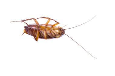 Hamamböcekleri beyaz arka planda izole olurlar. Hamamböcekleri hastalık taşıyıcısıdır. Hamamböcekleri kahverengi