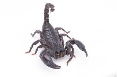 Heterometrus longimanus akrep geri. İmparator akrep, Pandinus imperator.scorpion izole beyaz arka plan üzerinde