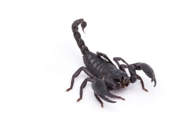 Heterometrus longimanus akrep geri. İmparator akrep, Pandinus imperator.scorpion izole beyaz arka plan üzerinde