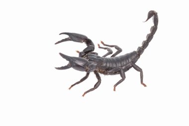 Heterometrus longimanus akrep geri. İmparator akrep, Pandinus imperator.scorpion izole beyaz arka plan üzerinde