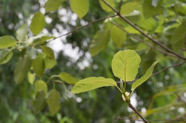 Kratom (Mitragyna speciosa) Mitragynin. Uyuşturucu ve Narkotik