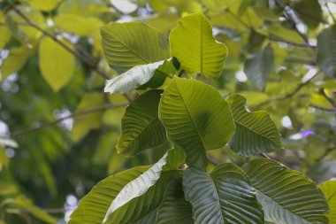 Kratom (Mitragyna speciosa) Mitragynin. Uyuşturucu ve Narkotik