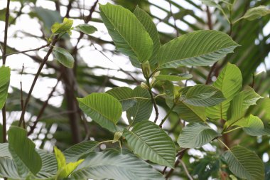 Kratom (Mitragyna speciosa) Mitragynin. Uyuşturucu ve Narkotik