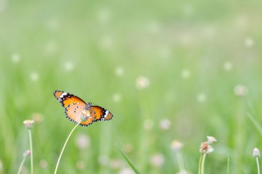 Kelebeği çiçeğe yakın tut. Düğmeler. Meksikalı papatya. Kral Kelebeği.