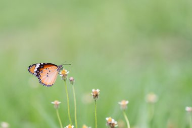 Kelebeği çiçeğe yakın tut. Düğmeler. Meksikalı papatya. Kral Kelebeği.