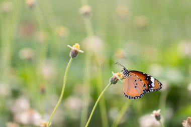 Kelebeği çiçeğe yakın tut. Düğmeler. Meksikalı papatya. Kral Kelebeği.
