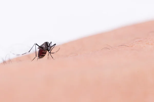 Mosquito Aedes Aegypti Feche Mosquito Sugando Sangue Humano Doenças Transmitidas — Fotografia de Stock