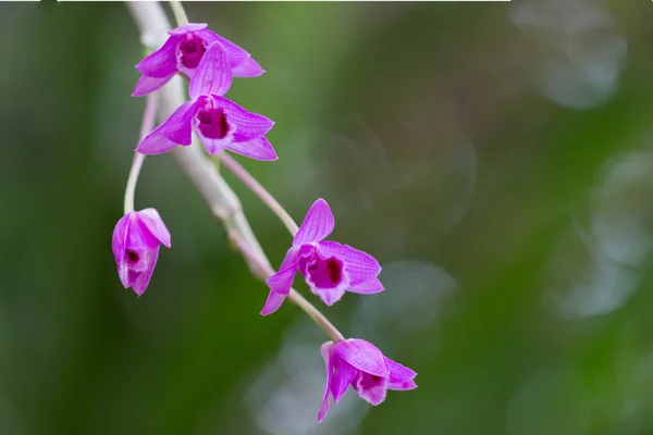 野花兰花 兰花科的学名是兰花科 兰花科的学名是兰花科 热带兰花是美丽的兰花 — 图库照片