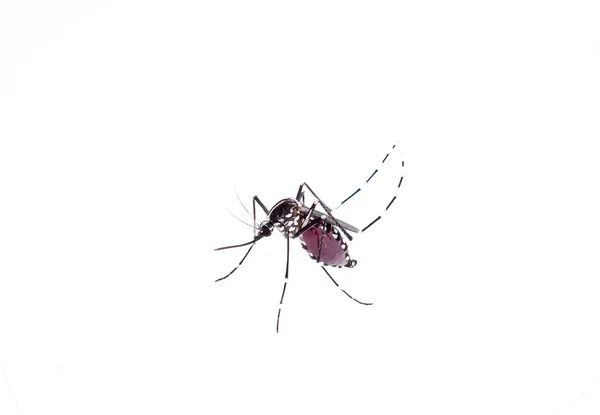 Aedes Aegypti Stäng Mygga Suger Människoblod Vektorburna Sjukdomar Chikungunya Dengue — Stockfoto