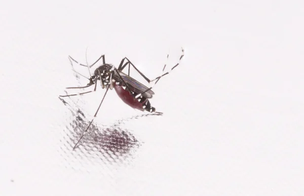 Stock Fotoğraf - Kaplan Sivrisinek (Aedes albopictus)
