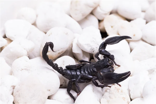 Heterometrus Longimánusz Vissza Skorpió Császár Skorpió Pandinus Imperator Scorpion Elkülönítése — Stock Fotó