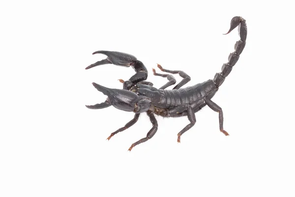 Heterometrus Longimanus Zpět Scorpion Veleštír Císařský Pandinus Imperator Scorpion Izolovat — Stock fotografie