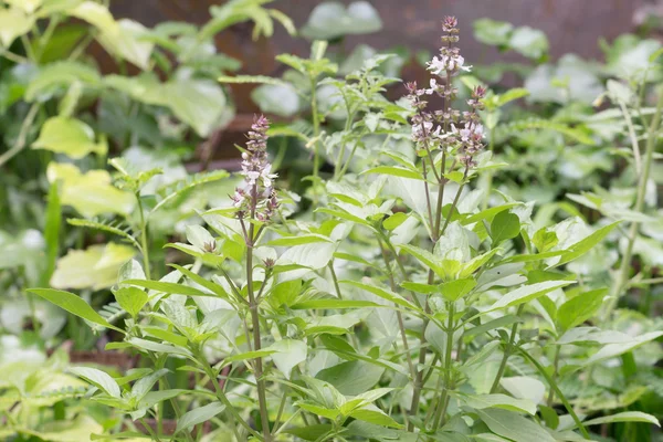 taze fesleğen çiçek bitki Bahçe