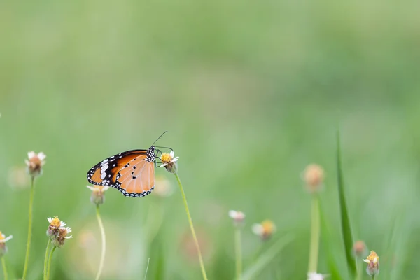 Close Butterfly Flower Coatbuttons Mexican Daisy Monarch Butterfly — Stock Photo, Image