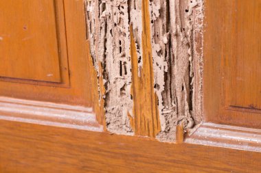 The wood door with termites damage clipart