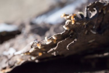 Kitap ve kağıt parçalarında termitler hasar görmüş, termitler kağıdı ısırmış, karınca yuvasında da küçük termitler varmış.