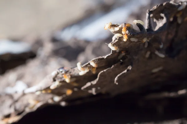 Kitap ve kağıt parçalarında termitler hasar görmüş, termitler kağıdı ısırmış, karınca yuvasında da küçük termitler varmış.