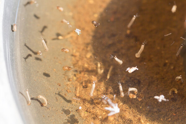 москитов; комаров; личинок, личинок комаров в грязной воде и молодых комаров с комарами скорлупы
