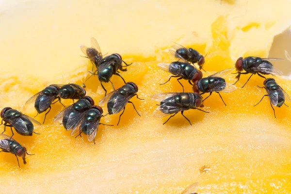 Kirli Ev Sineği 'nin kapağı Sarı yemekle kaplı, kolayca bulaşıcı hastalıklara yakalanan taşıyıcılar.
