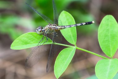 Yusufçuklar, böcekler, hayvanlar, doğa, makro yusufçuk - göze odaklan.
