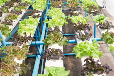 Hidrofonik teknoloji. Serada yetişen renkli lahana salatası..