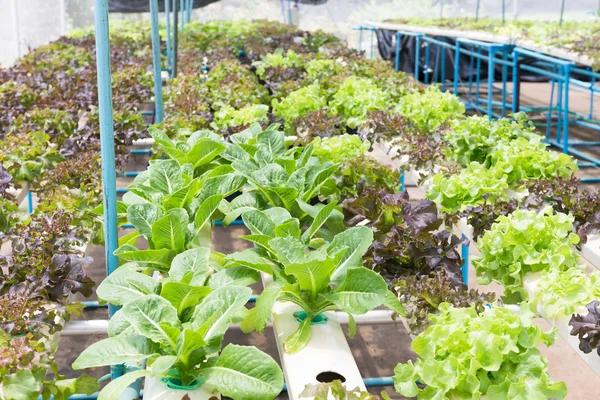 Tecnología Hidropónica Planta Colorida Ensalada Lechuga Creciendo Invernadero — Foto de Stock