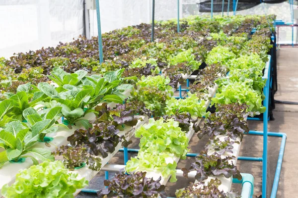 Hydroponische Technologie Bunte Lattucensalatpflanze Wächst Gewächshaus — Stockfoto