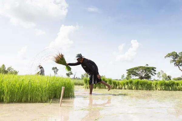 Фермер Працює Зеленому Рисовому Полі Фермер Паперових Полях — стокове фото