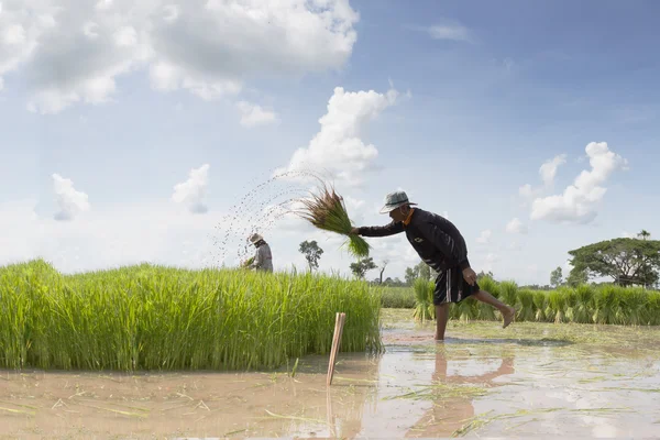 Фермер Працює Зеленому Рисовому Полі Фермер Паперових Полях — стокове фото