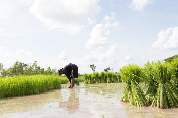 Farmer Working Green Rice Field Farmer Paddy Fields — Fotografia de Stock