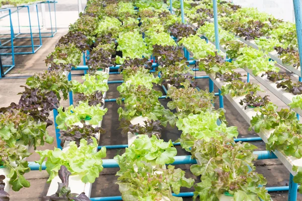 Hydroponic Technology Colorful Lattuce Salad Plant Growing Greenhouse — ストック写真