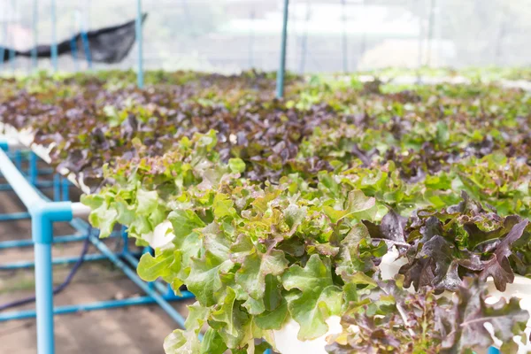 Tecnologia Hidropônica Planta Colorida Salada Lattuce Crescendo Estufa — Fotografia de Stock