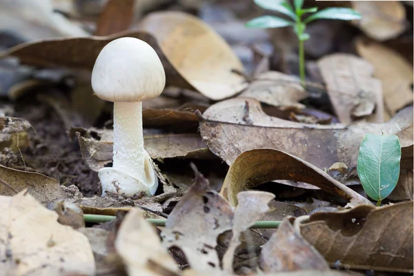 Poisoning Mushroom Toxic Mushroom Amanita Phalloides — Stock Photo, Image