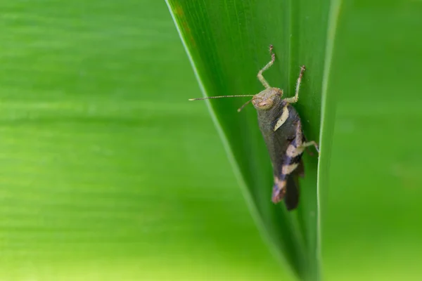 Λιβάδι Grasshopper Πράσινο Φύλλο — Φωτογραφία Αρχείου