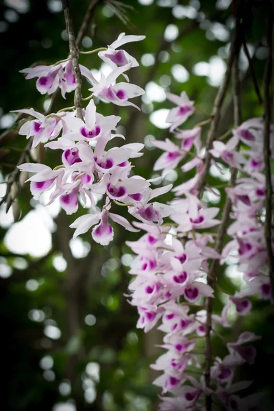 Belle Orchidée Sauvage Fleur Orchidée Fleur Nom Scientifique Est Dendrobium — Photo