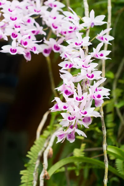 Belle Orchidée Sauvage Fleur Orchidée Fleur Nom Scientifique Est Dendrobium — Photo