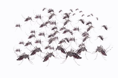 Aedes aegypti Sivrisinek. İnsan kanı emen sivrisinek, vektör kaynaklı hastalıklar, Chikungunya. Dang humması. Rift Vadisi humması. Sarı humma. Zika..