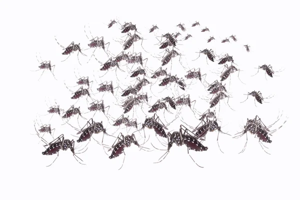 Aedes Aegypti Mygga Stäng Mygga Suger Människoblod Mygga Vektorburna Sjukdomar — Stockfoto