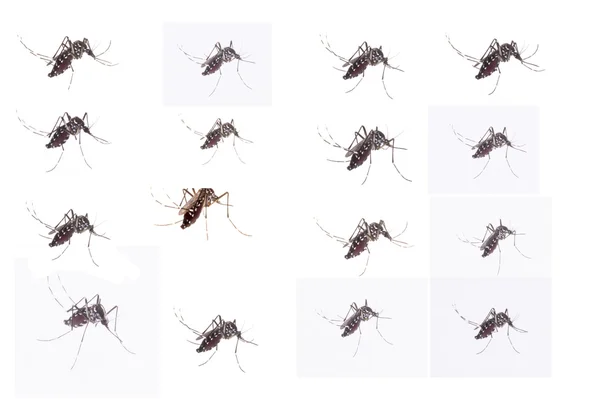Групповая Смерть Aedes Aegypti Mosquito Закрыть Комаров Сосущих Человеческую Кровь — стоковое фото