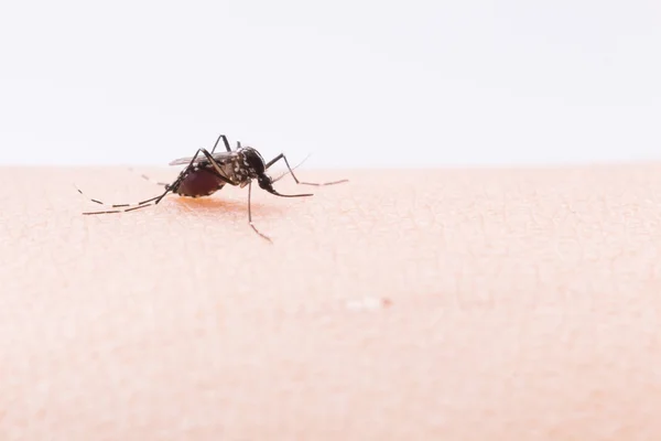 Mosquito Aedes Aegypti Feche Mosquito Sugando Sangue Humano Doenças Transmitidas — Fotografia de Stock