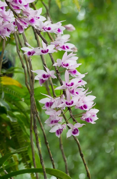 Orquídea Flor Selvagem Bonita Orquídea Flor Nome Científico Dendrobium Anosmum — Fotografia de Stock