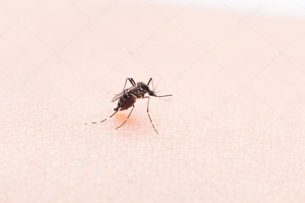 Aedes aegypti Mosquito. Close up a Mosquito sucking human blood,Mosquito Vector-borne diseases,Chikungunya.Dengue fever.Rift Valley fever.Yellow fever.Zika virus.