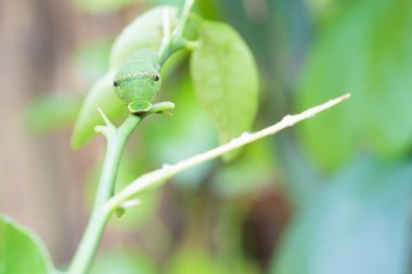 Yeşil solucan yaprağı yiyor.