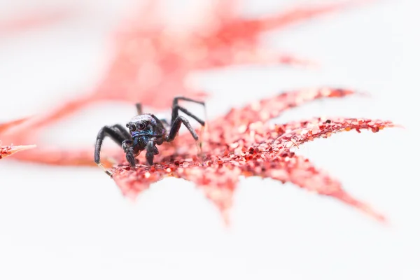 Aranha Saltitante Azulada Bordo Rosa Piscadela — Fotografia de Stock